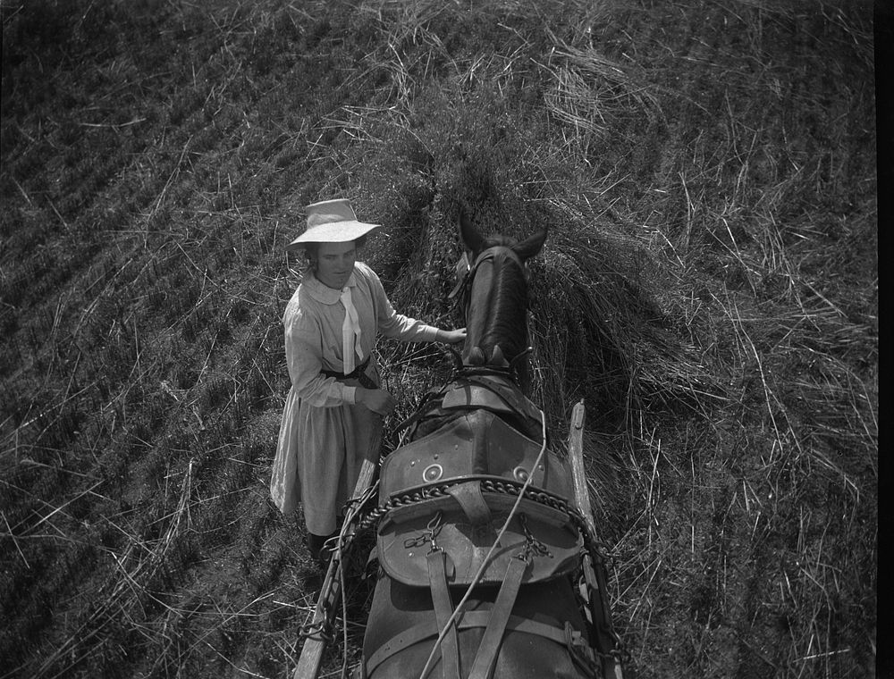 Assisting the photographer, 19 January 1909 (1909) by Leslie Adkin.