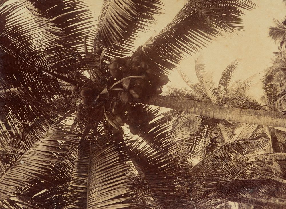 Coconut tree Mejuro. From the album: Views in the Pacific Islands (1886) by Thomas Andrew.