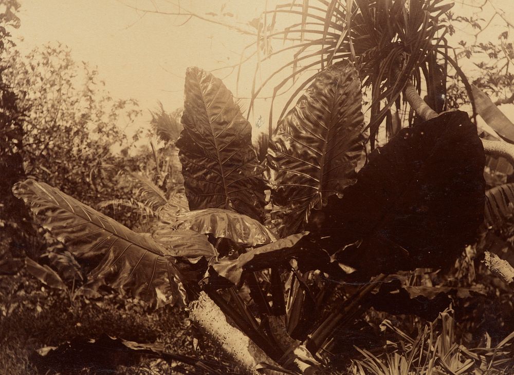 Pingelap Plant. From the album: Views in the Pacific Islands (1886) by Thomas Andrew.