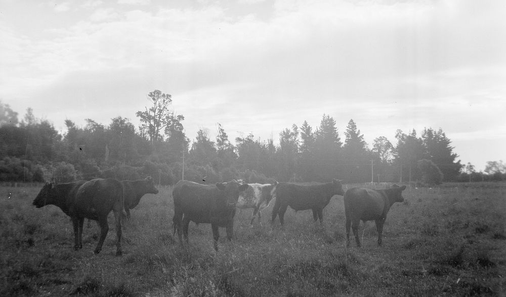 Cattle in field by Leslie Adkin.