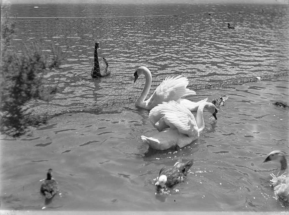 Swans (28 November 1915) by Leslie Adkin.