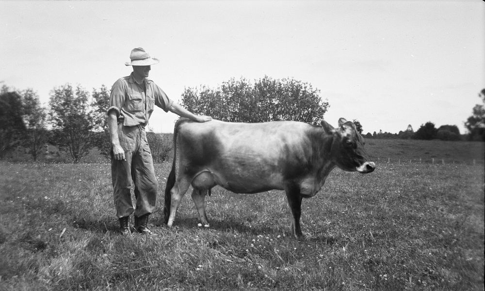Clyde and cow (27 December 1948) by Leslie Adkin.