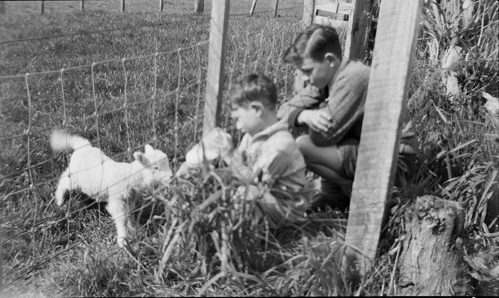 Bruce feeding pet lamb, with Derek (05 September 1953) by Leslie Adkin.