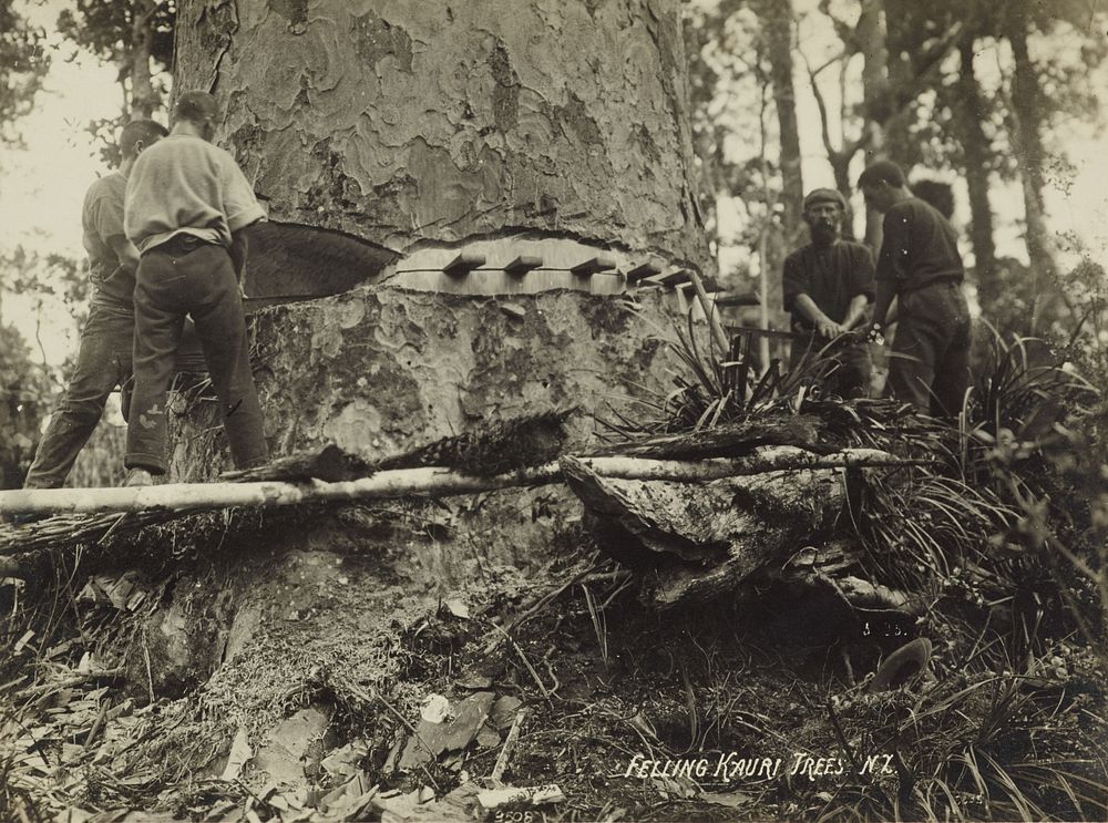 Four men felling a kauri tree with handsaw and wedges (1880-1930).