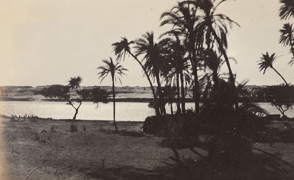 Date palms on the Nile. From the album: Photograph album of Major J.M. Rose, 1st NZEF (1914-1915) by Major John Rose.