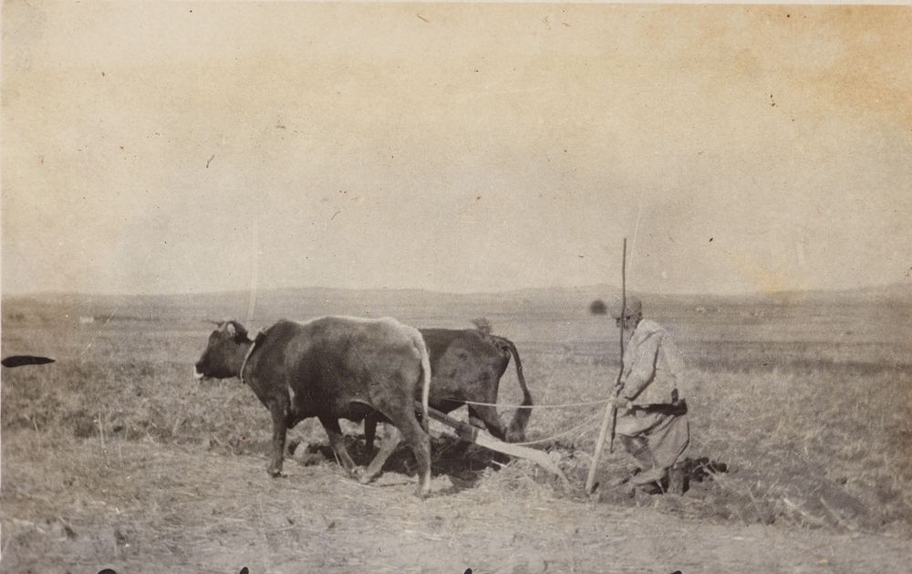 Ploughing at Lemnos.  From the album: Photograph album of Major J.M. Rose, 1st NZEF (1915) by Major John Rose.