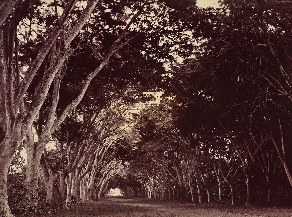 Trees. From the album: Tahiti, Samoa and New Zealand scenes (1885-1900).