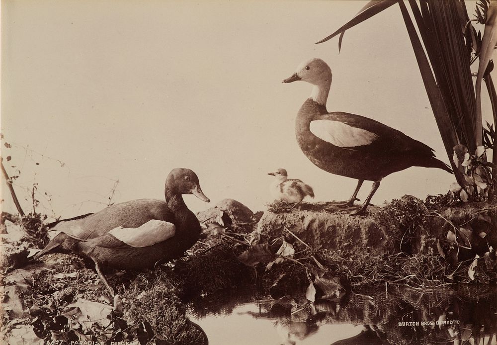 Paradise Ducks (circa 1880-1898) by Burton Brothers.