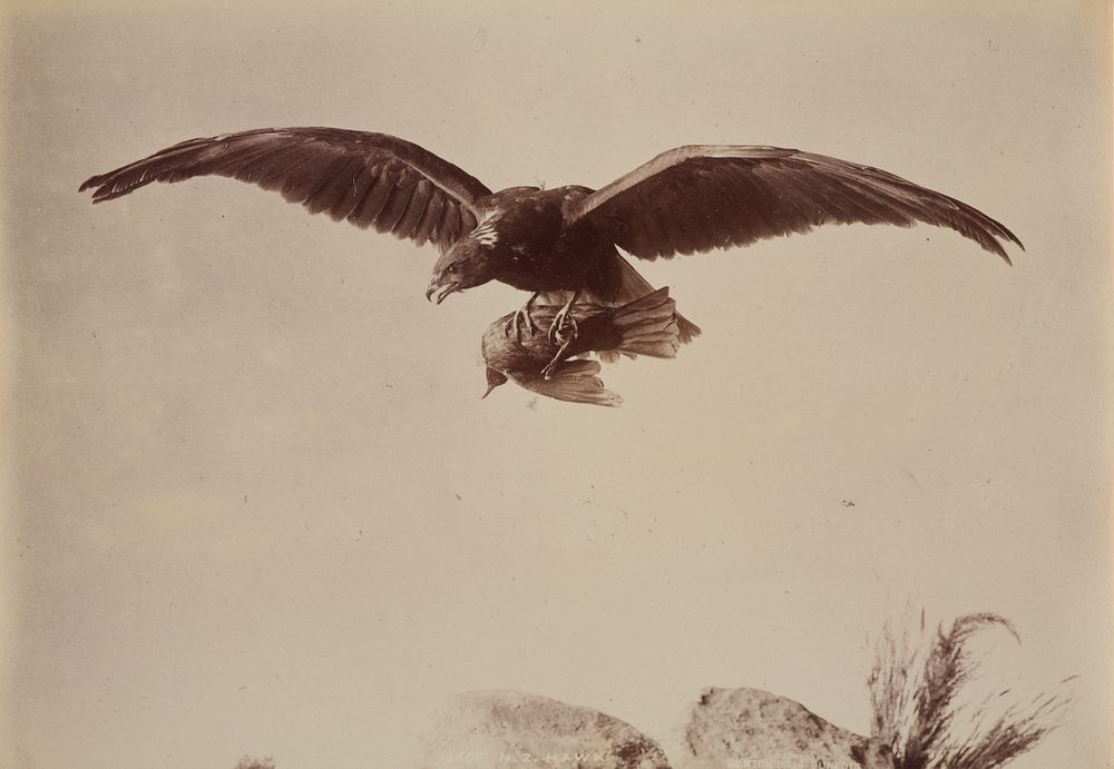 New Zealand Hawk (circa 1880-1898) by Burton Brothers.