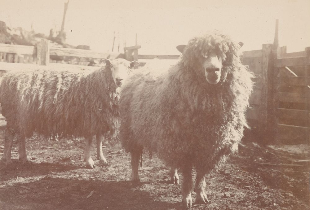 Sheep.  From the album: Snapshot album - Nga Mahanga (circa 1900).