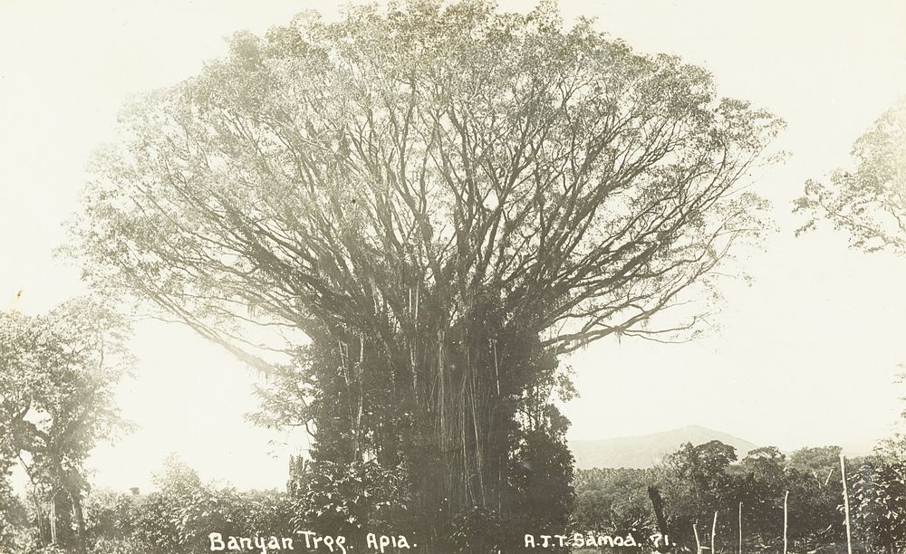 Banyan tree, Apia.  From the album: Skerman family album (circa 1916) by Alfred James Tattersall.