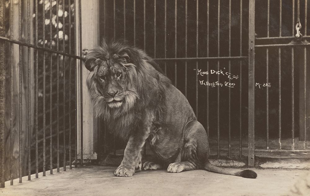 King Dick, Wellington Zoo (1907-1915) by Zak Joseph Zachariah.