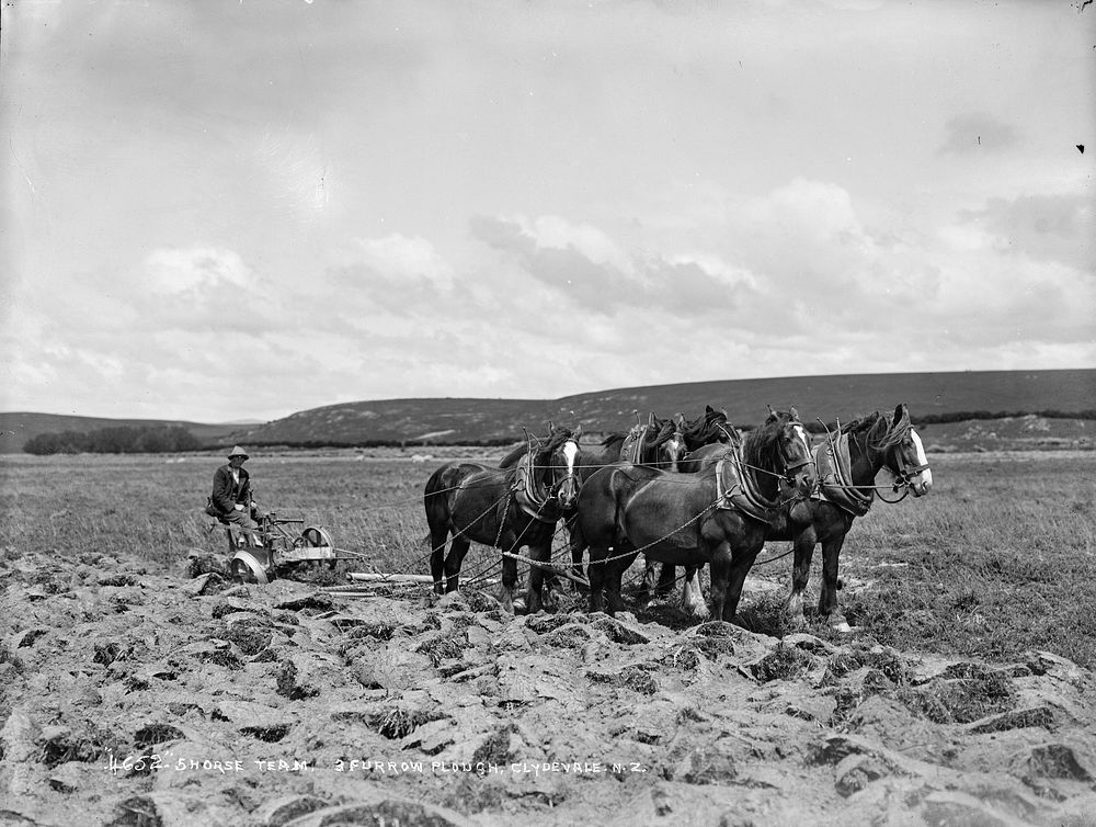 Five horse team, three furrow plough, Clydevale, New Zealand (circa 1911) by Muir and Moodie.