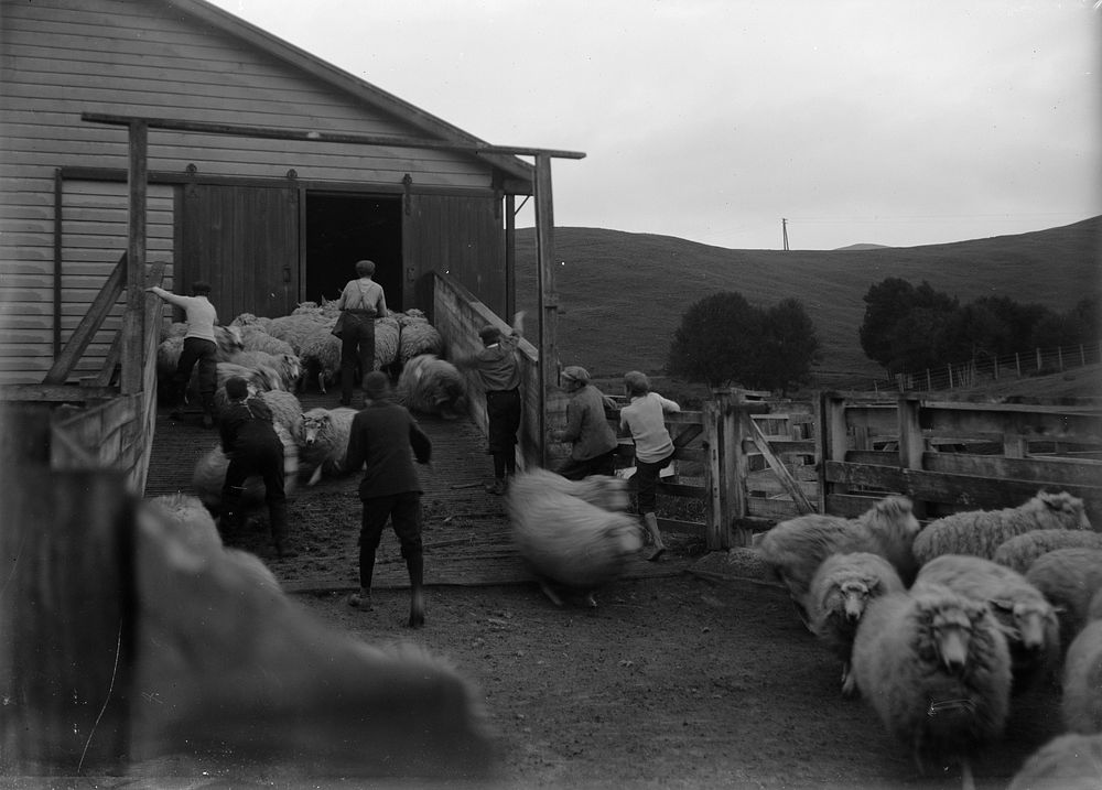 Preparing for Shearing (circa 1908) by Fred Brockett.