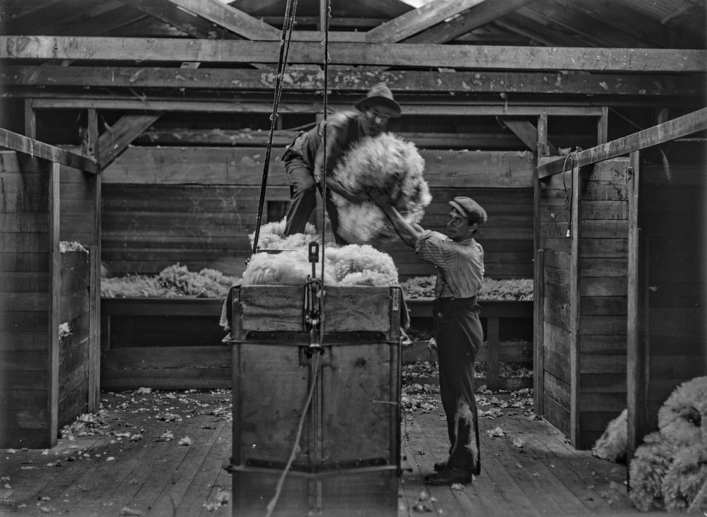Handling Fleeces (circa 1908) by Fred Brockett.