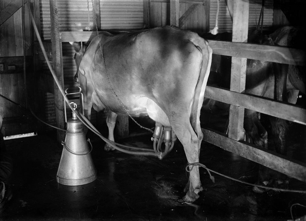 Mechanical Milking (circa 1910) by Fred Brockett.