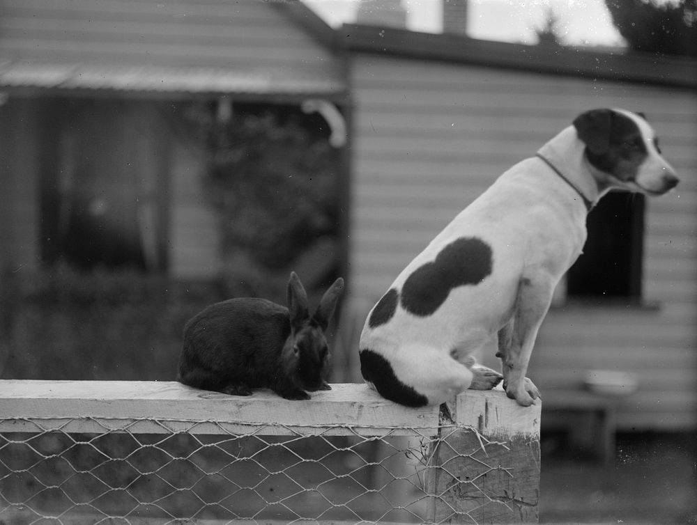 Best Friends (circa 1910) by Fred Brockett.