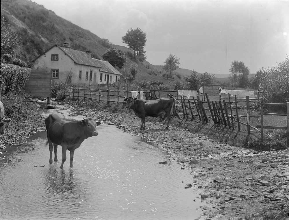 Cattle in creek (1906-1917) by George Crombie.