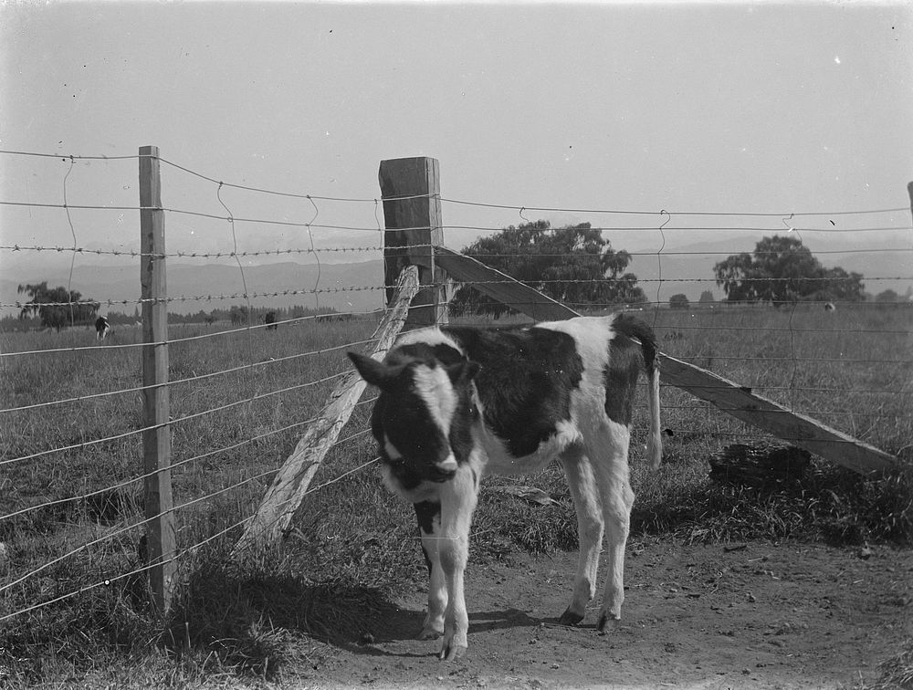 Calf by barbed wire fence (circa 1910) by Fred Brockett.