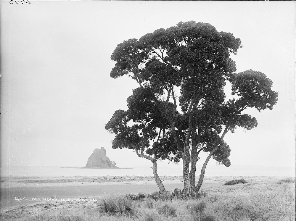 Pohutukawa tree, Waiwera by Burton Brothers.