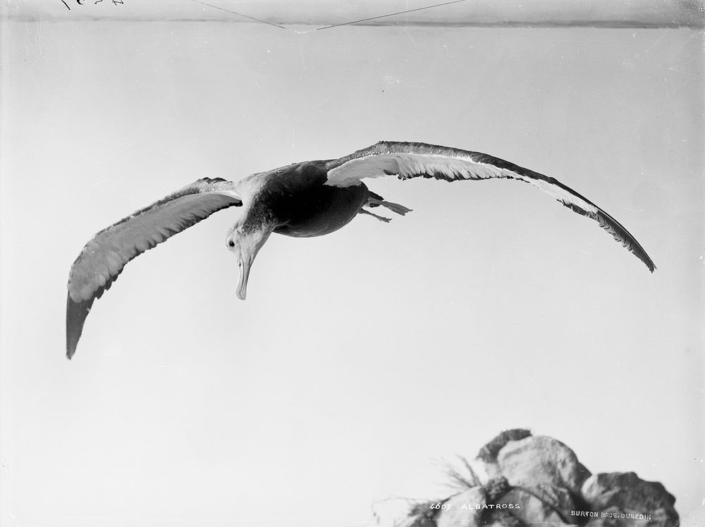 Albatross (1889) by Burton Brothers.