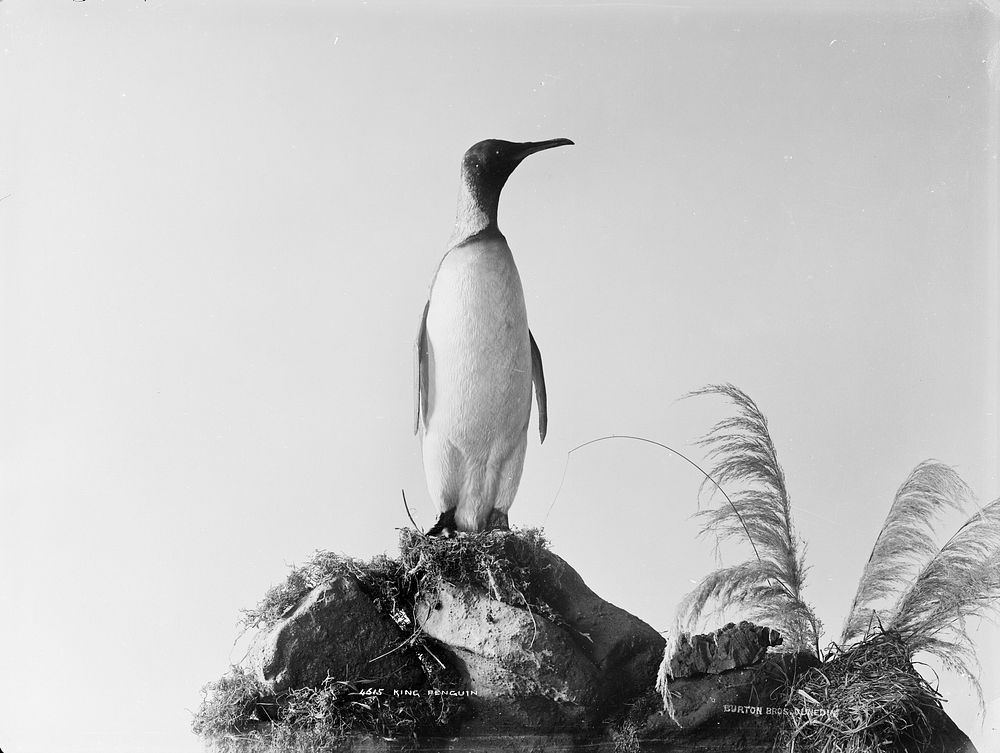 King Penguin (1889) by Burton Brothers.