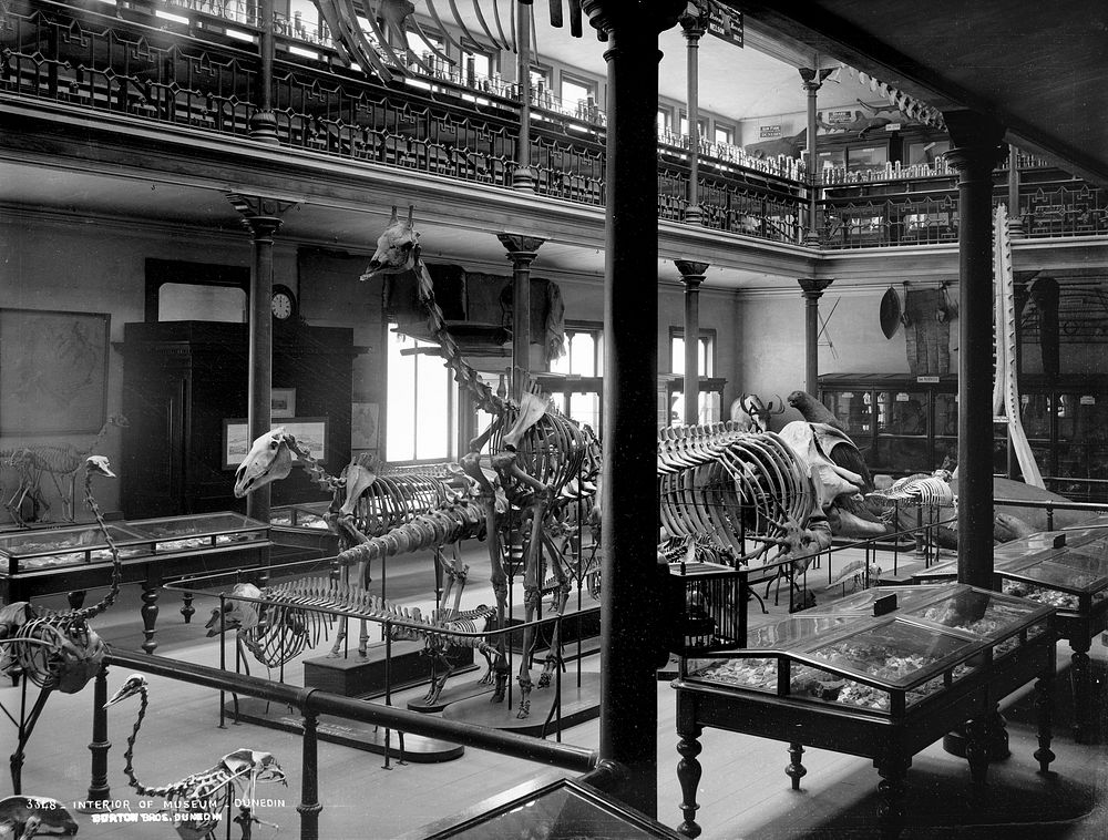Interior of Museum, Dunedin (circa 1880) by Burton Brothers.