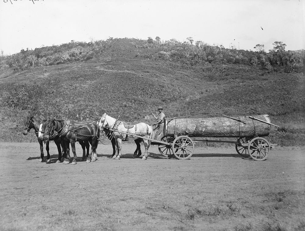 [Kauri log on horse drawn cart, Onehunga] by Burton Brothers.