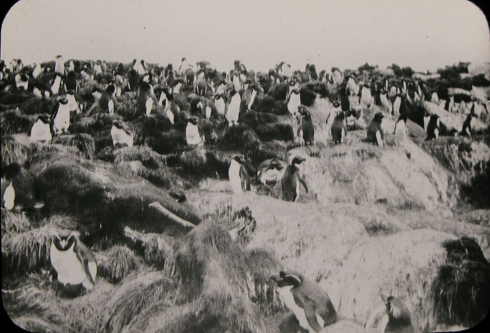 Penguins on Snares Island (November 1907) by Bernard Cracroft Aston.