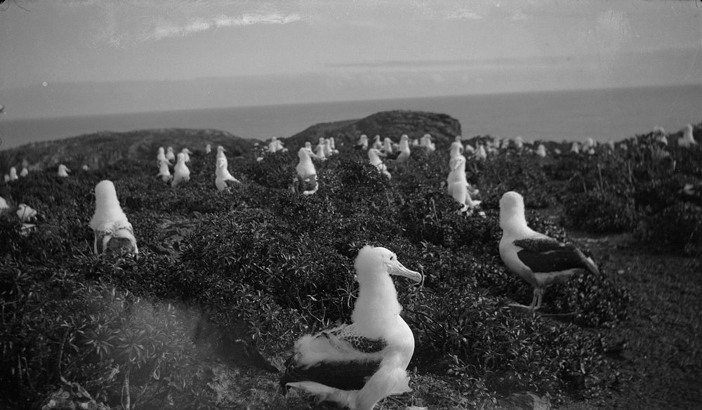 Nesting grounds of the Royal Albatross on Forty-Fours Islets, Chatham Islands (1934) by Allan Wotherspoon.