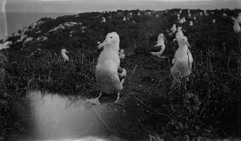 Nesting grounds of the Royal Albatross on Forty-Fours Islets, Chatham Islands (1934) by Allan Wotherspoon.