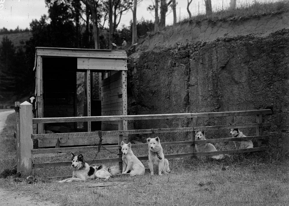 Eskimo Dogs in Quarantine on Quail Island (1907-1914) by James McDonald.