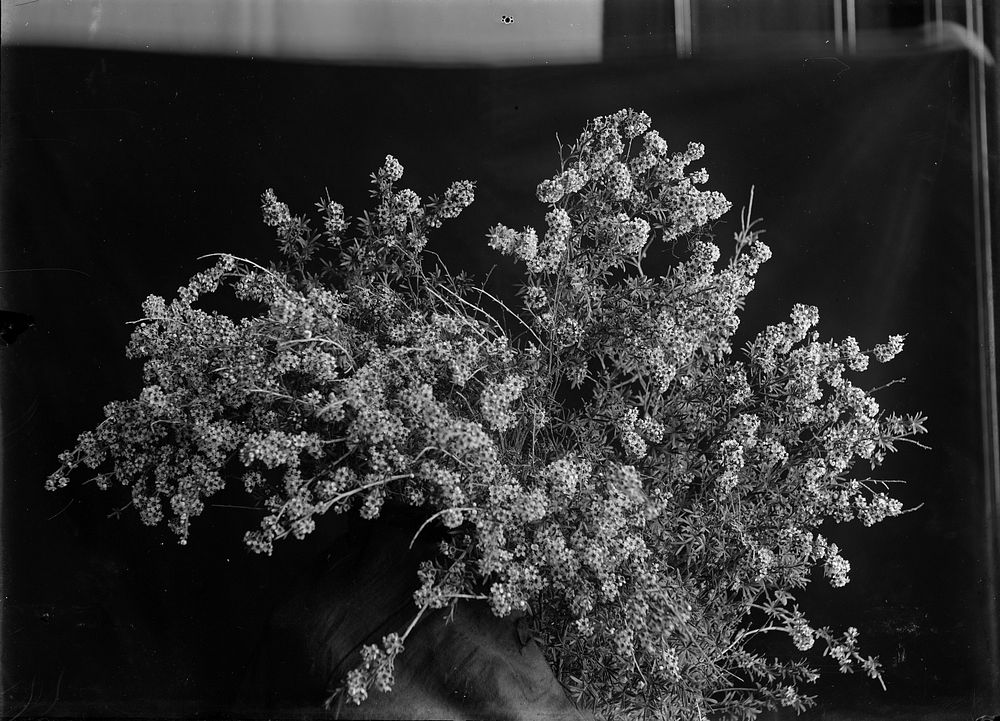 Leptospermum ericoides (Kanuka) (circa 1910) by Fred Brockett.