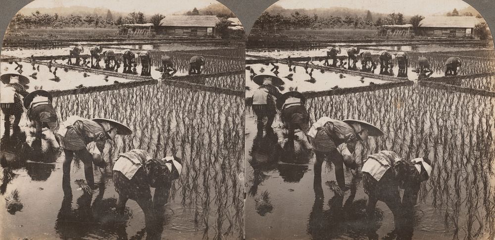 Rice Planters at Work, Japan (1913) by Keystone View Company.