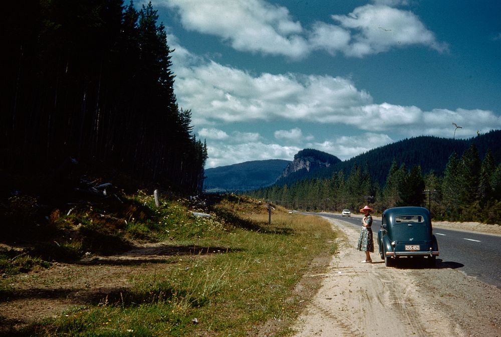 The road through the exotic pine forests (c. 5 miles north of Atiamuri) ... (08 February 1960) by Leslie Adkin.