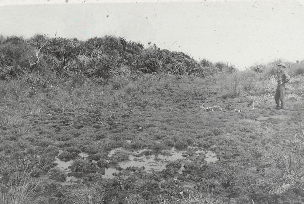 The swamp with pools of chalybeate but drinkable water on summit of Waiopehu (04 January 1911) by Leslie Adkin.