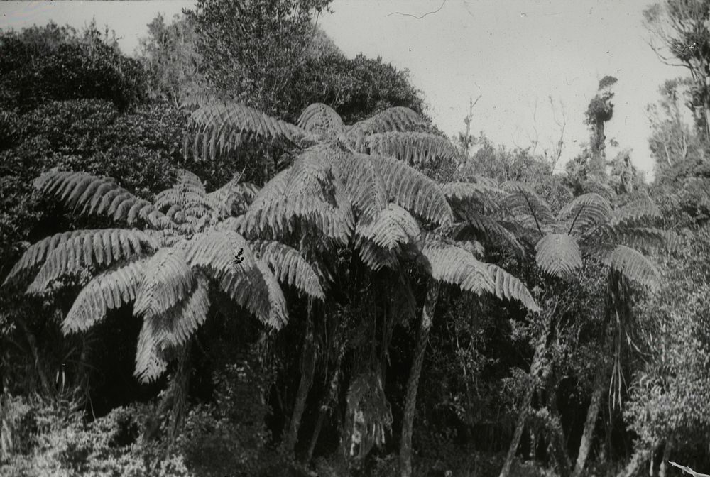 Mamaku tree fern, hard stem with hexagonal scars ... (23 March 1924) by Leslie Adkin.