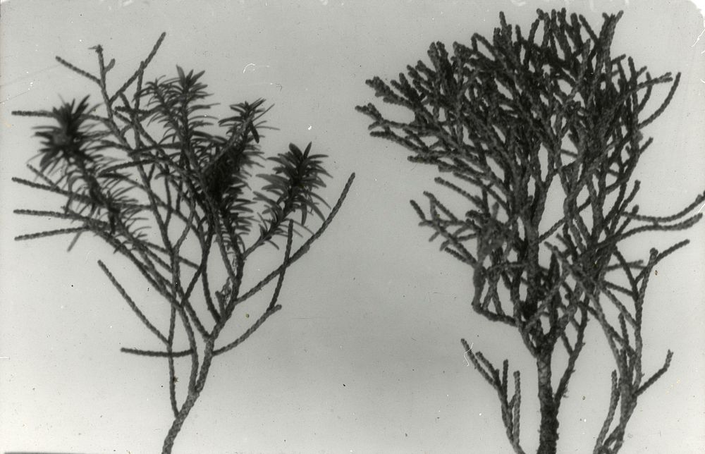 Twigs with juvenile and matured forms of the leaves of the yellow pine (Dacrydium bilforme) ... (22 September 1929) by…