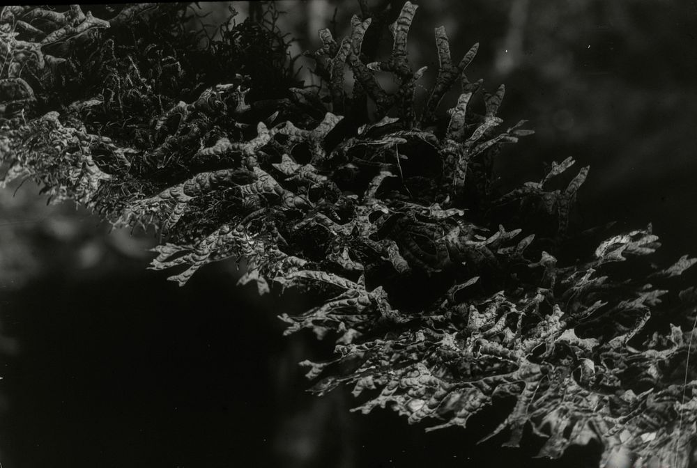 Nearer view of Sticta lichen ... (11 December 1927) by Leslie Adkin.