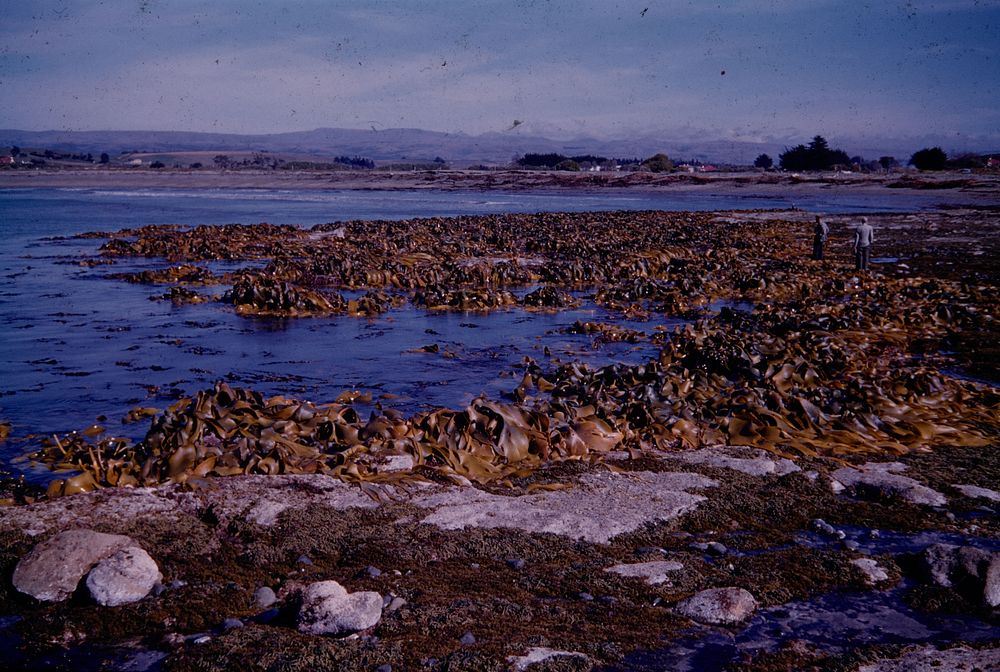 Kelp on the shore-platform at the mouth of the Kakanui River (24 March 1959-13 April1959) by Leslie Adkin.