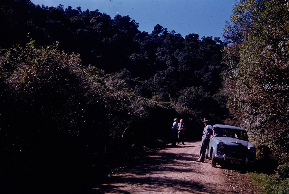 Another scene on the road through the great Tauituku forest (24 March 1959-13 April 1959) by Leslie Adkin.