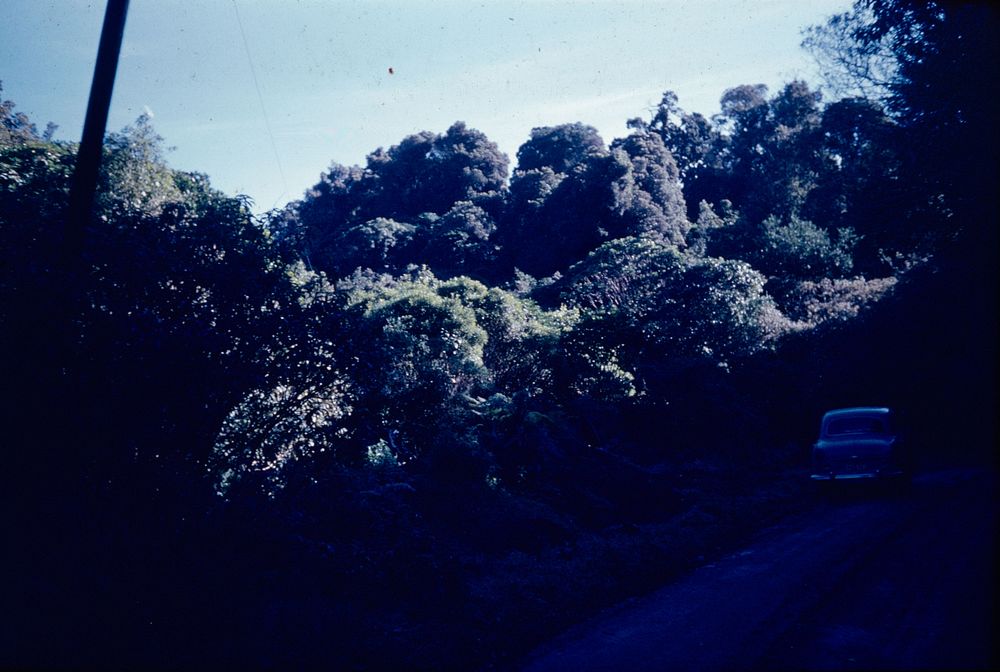 On the road through the Tautuku Bush - sun & shadow (03 April 1959) by Leslie Adkin.