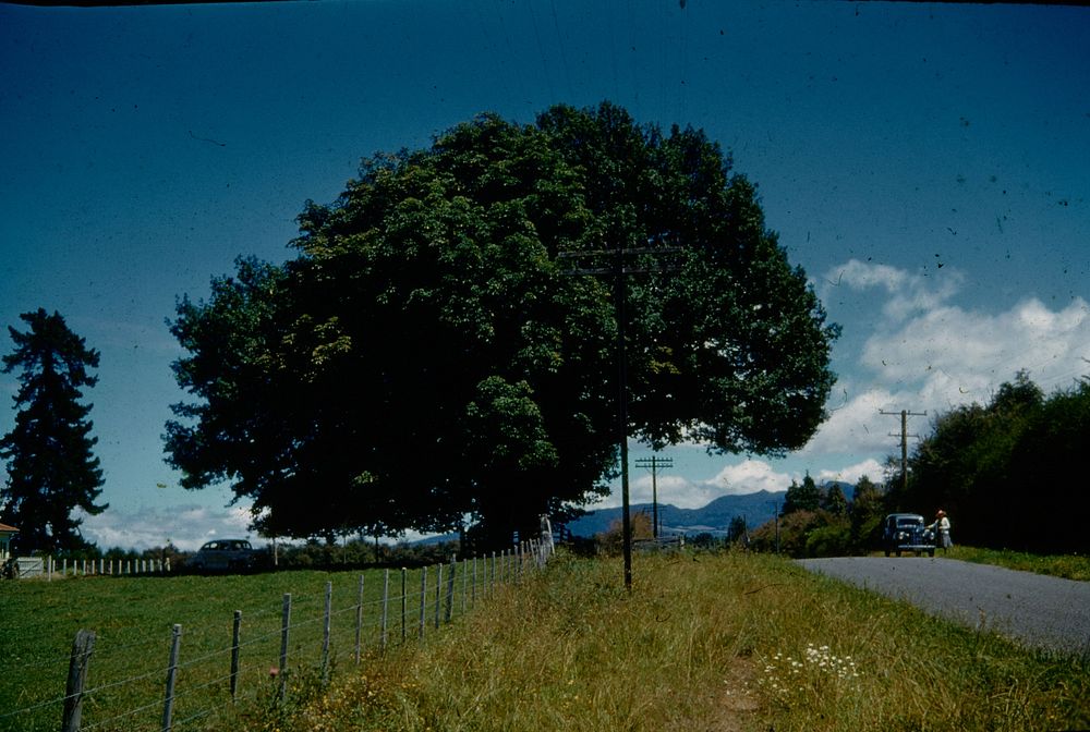 Two grand trees - a walnut and a poplar - alongside Frontier Road ... (05 February 1960) by Leslie Adkin.