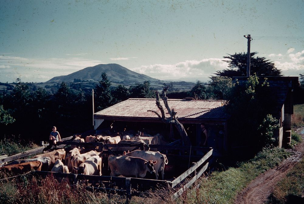 Jersey head and milking shed on Clyde Adkin's farm at Te Awamutu, Kakepuku extinct volcano in distance (05 February 1960) by…