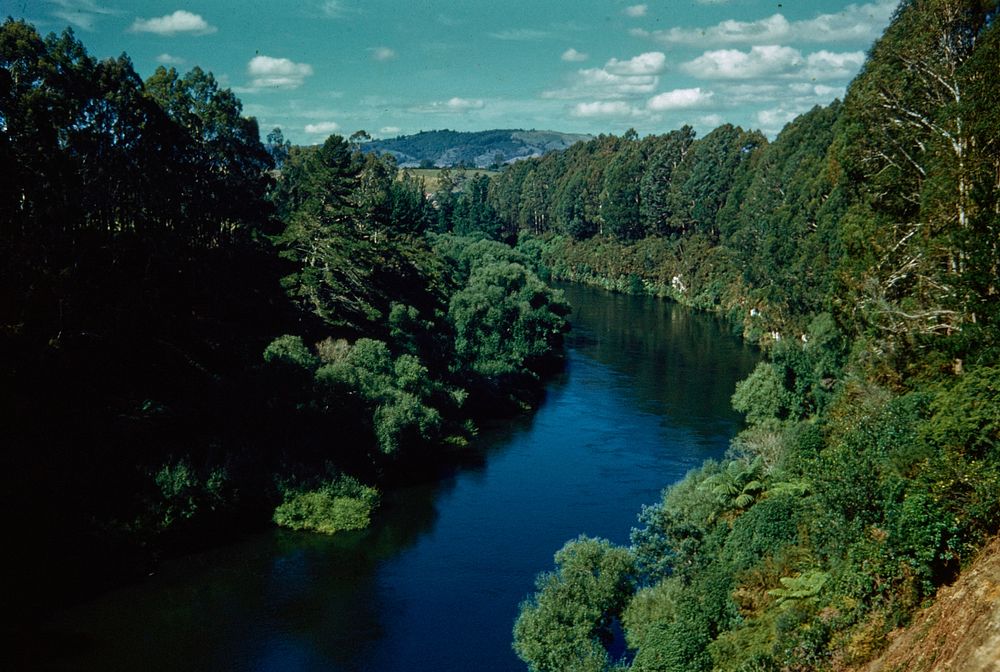 The Waikato River looking upstream from Leamington bridge, near Cambridge (07 February 1960) by Leslie Adkin.