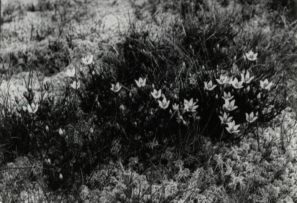 Gentian in flower and sphagnum moss in swampy hollow on summit Mt Waiopehu, 3588 feet, Tararua Range (07 February 1928) by…