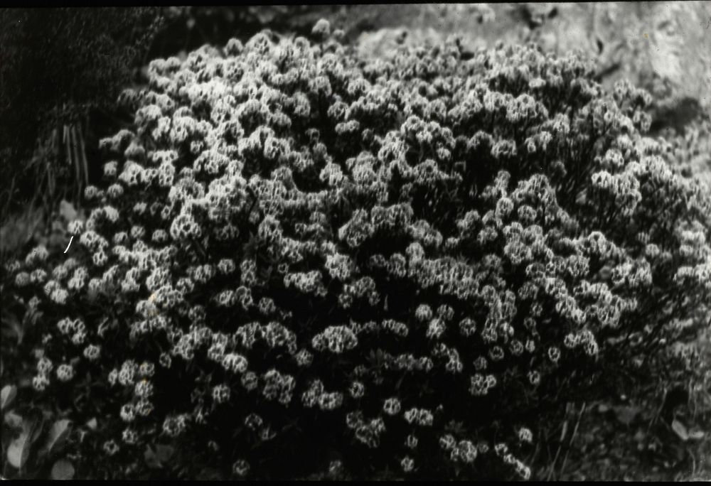 The crowded blooms of Pimelea longifolia, a subalpine scrub of the Tararuas .... (07 February 1928) by Leslie Adkin.