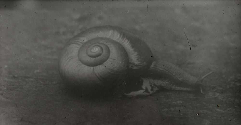 Live specimen of the native bush snail (Paryphanta) ... (22 April 1923) by Leslie Adkin.