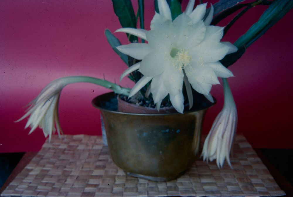 Cactus in flower (Epiphyllum hybrid) ..... (28 November 1959) by Leslie Adkin.