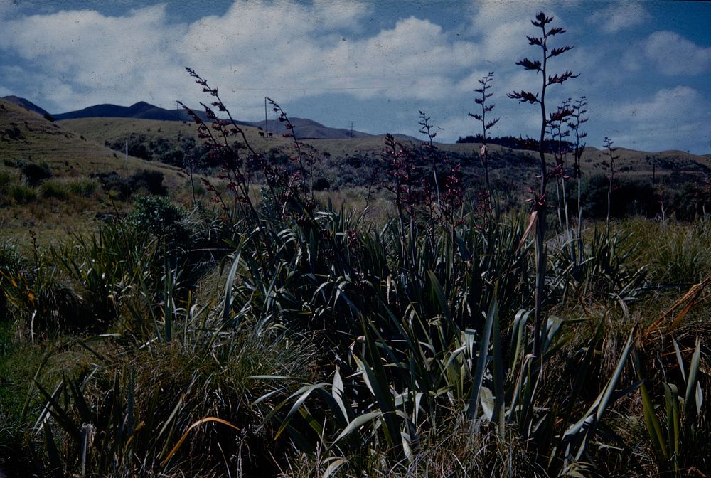 New Zealand flax (Phormium tenax) growing in swamp .... (25 December 1961) by Leslie Adkin.
